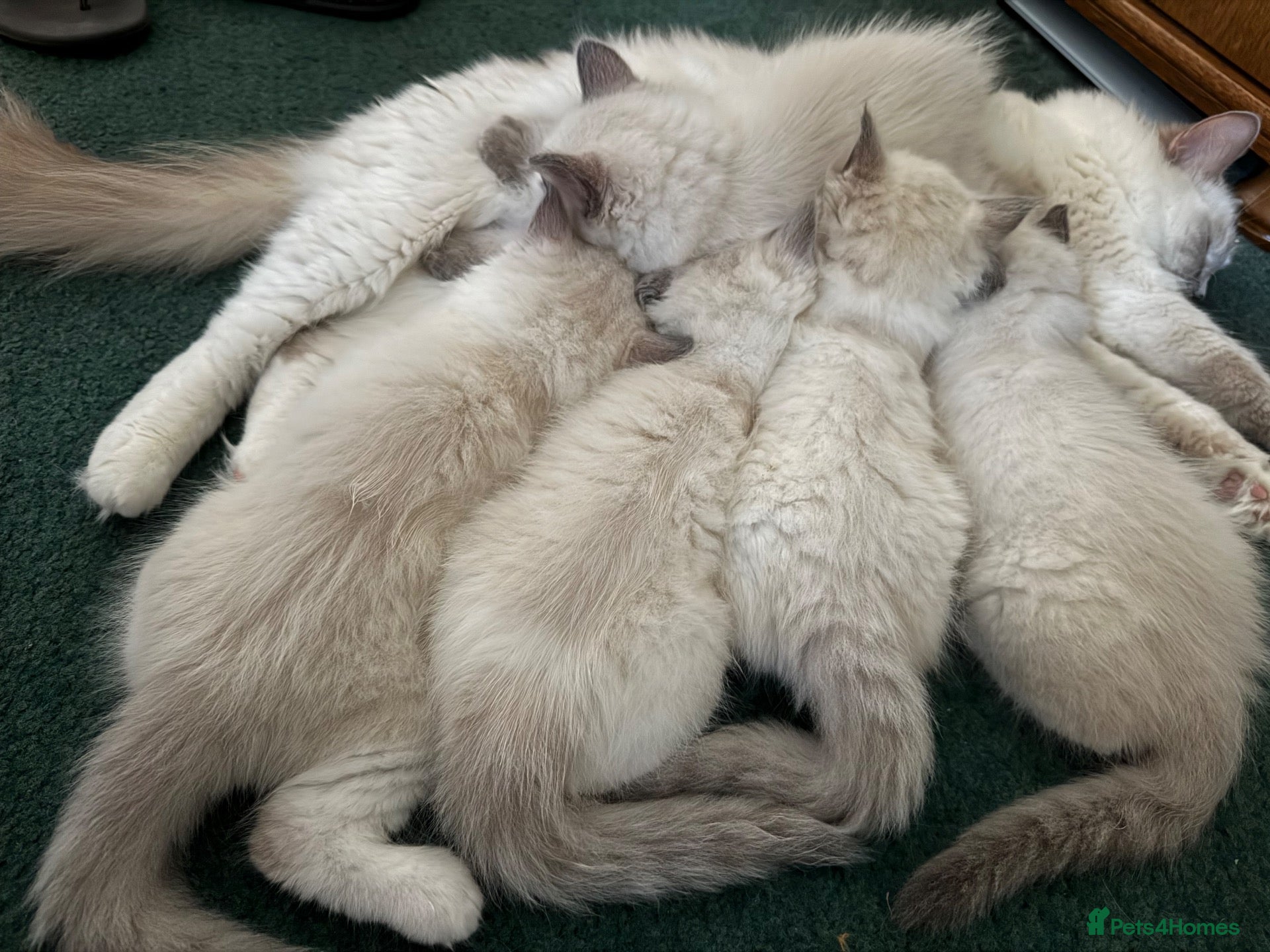 Ragdoll cats Gorgeous Pedigree Ragdoll Kittens  - Advert 2