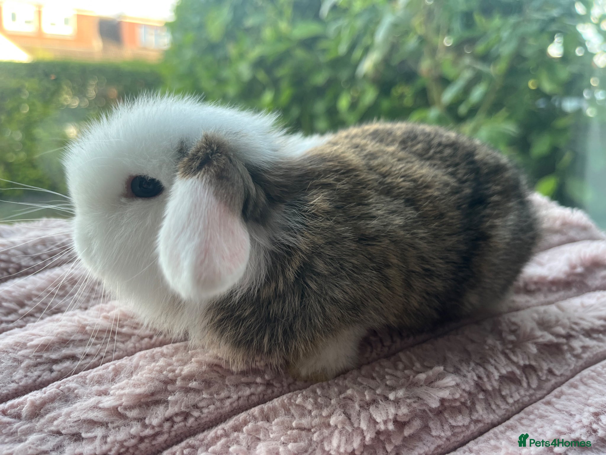 Mini Lop rabbits for sale: Male mini lop kits RTL 16th June - Advert 3