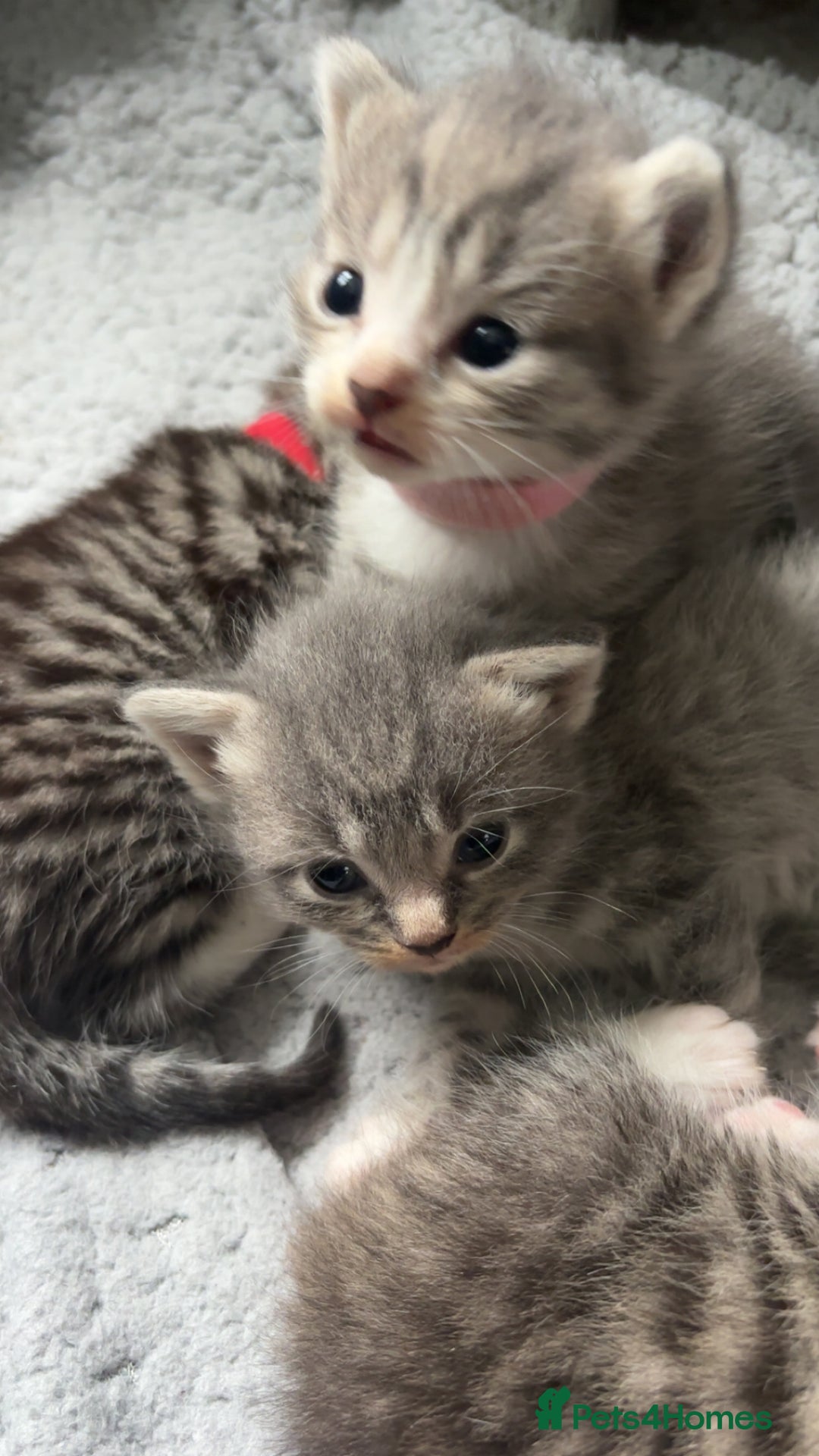 Domestic Shorthair cats for sale: Grey & White Tabby (DSH)  - Image 7