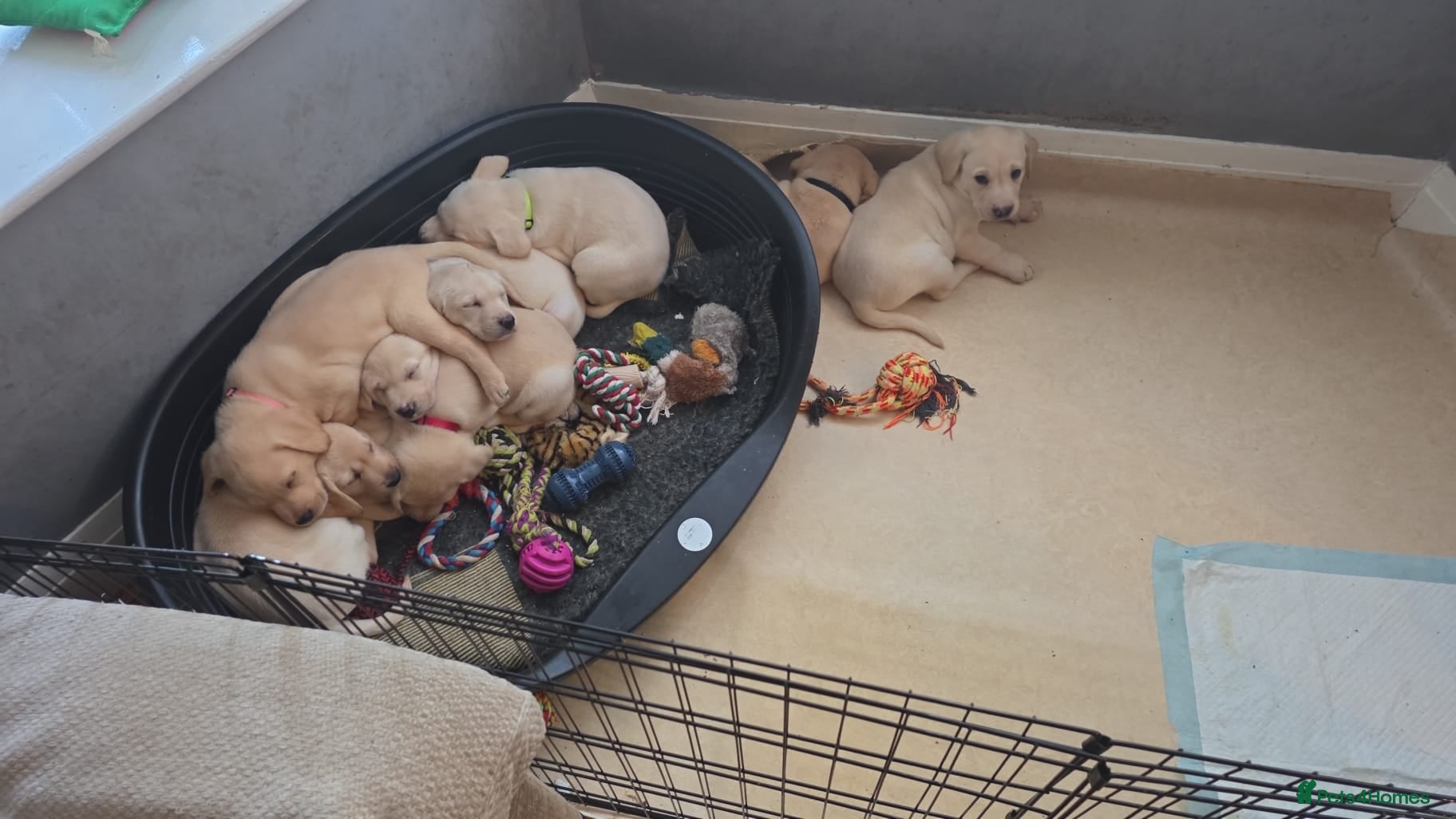 Labrador Retriever dogs KC registered Labrador puppies needing new homes - Advert 2