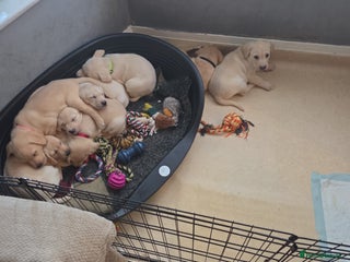 Labrador Retriever dogs KC registered Labrador puppies needing new homes - Advert 2