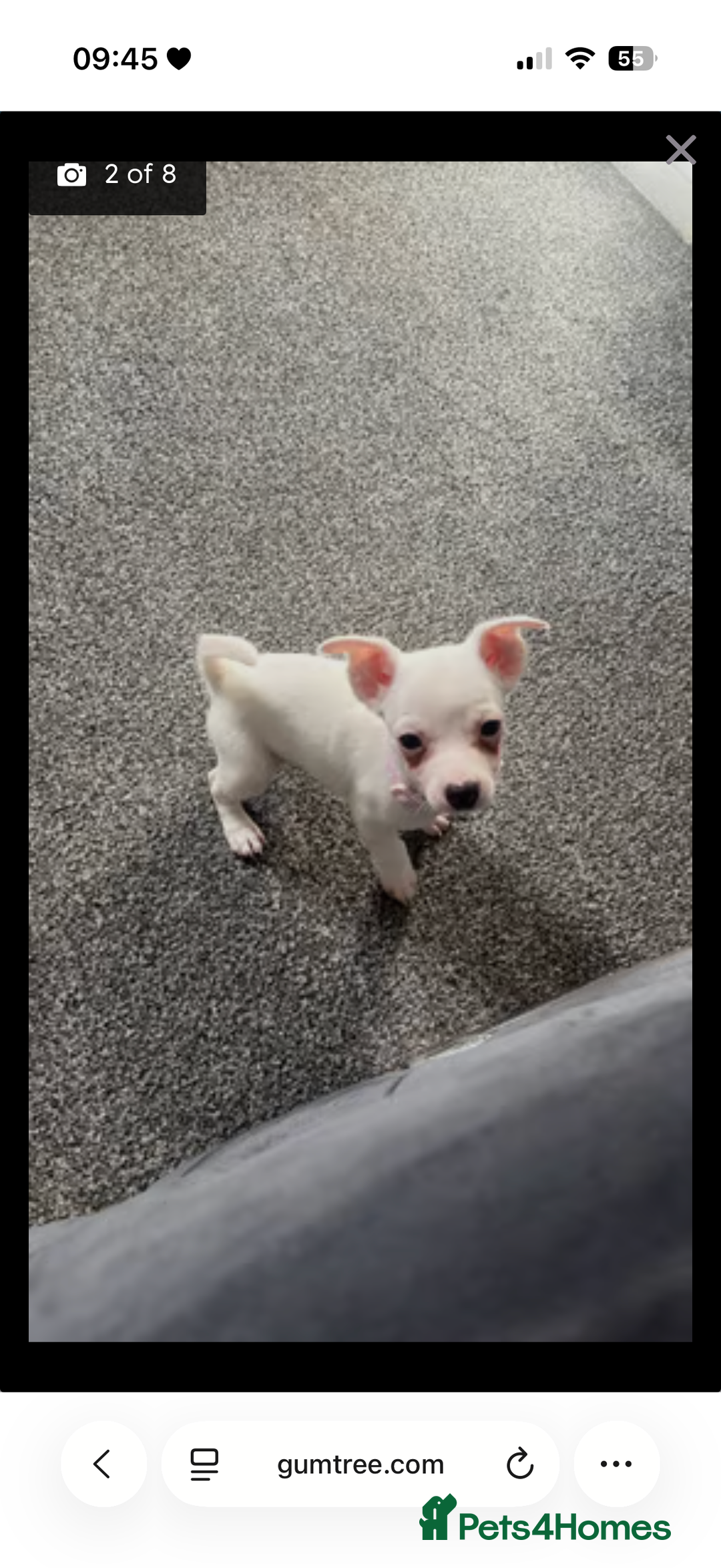 Jack Russell dogs for sale: Princess Jack Russel Female  - Image 8