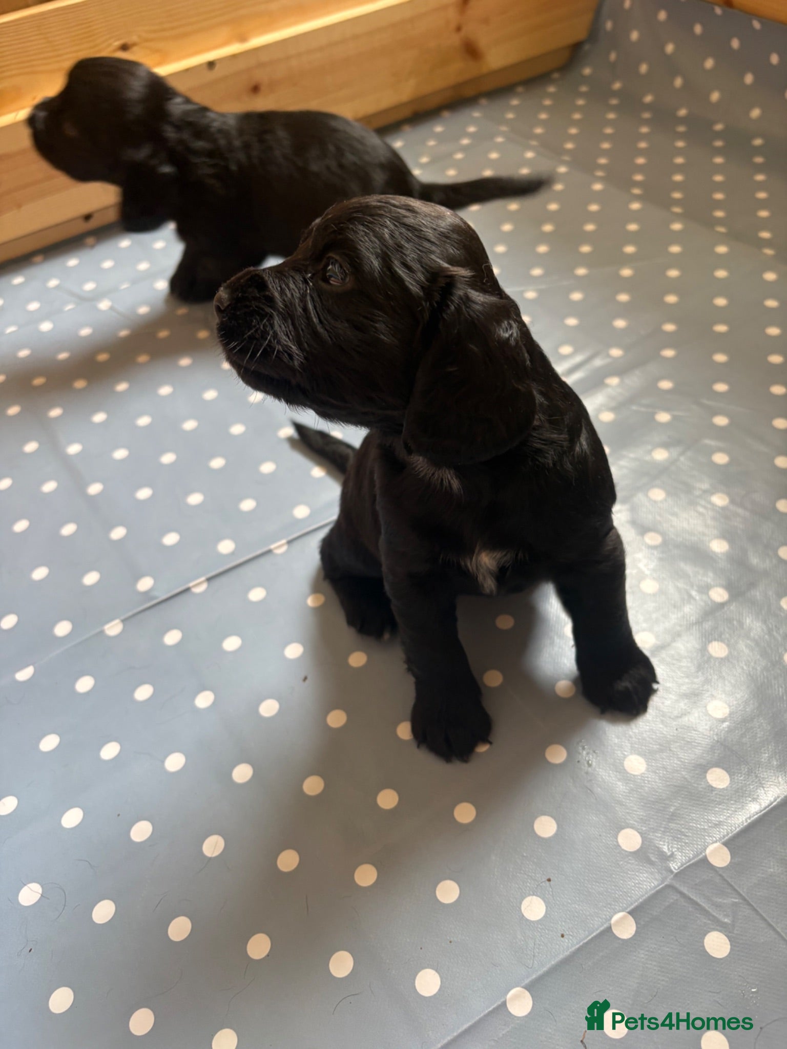 Sprocker dogs Two gorgeous Sprocker spaniels for sale - Advert 1