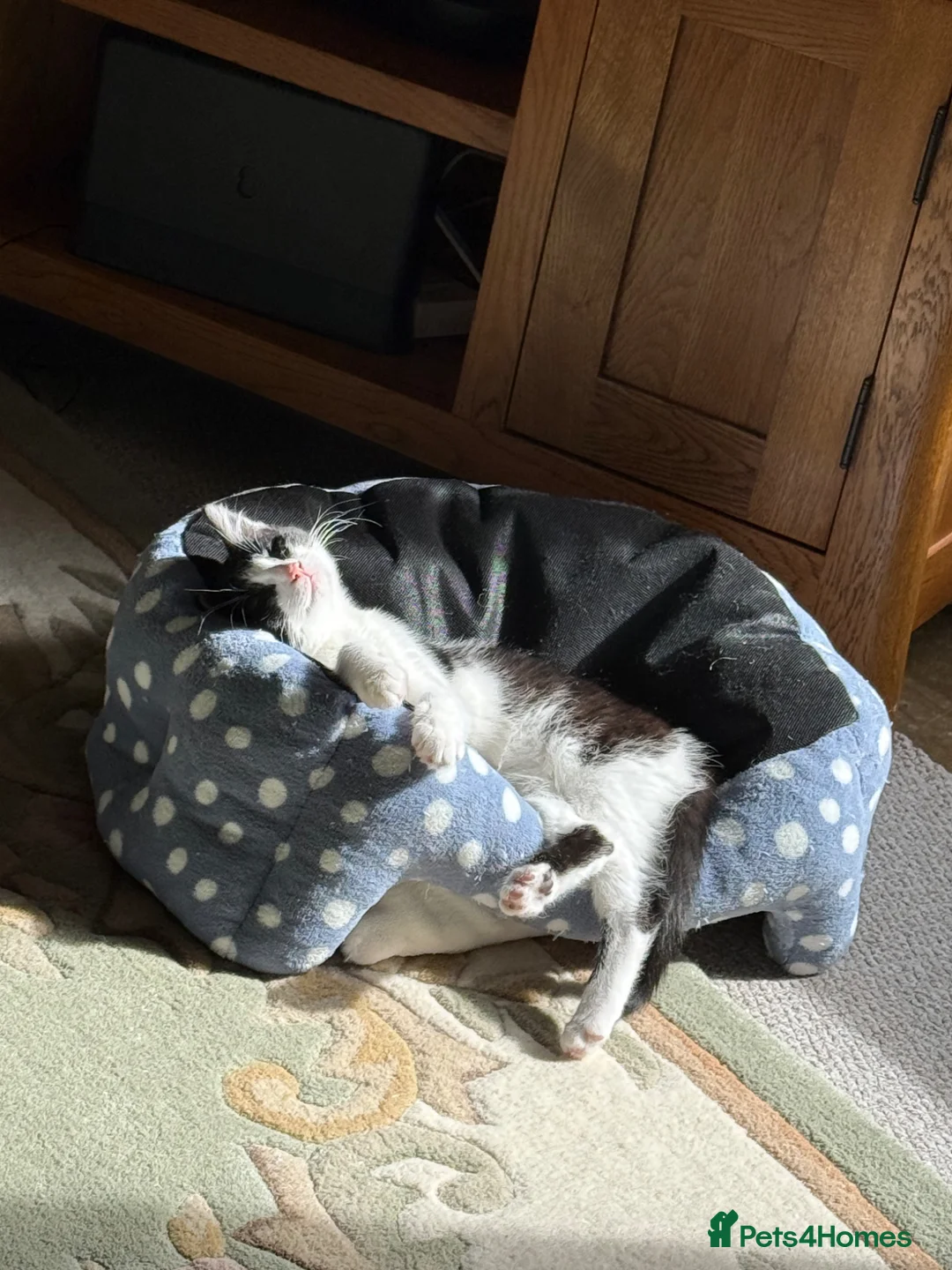 British Shorthair cats for sale: 5 month Old Kitten Winnie - Advert 5