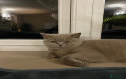 British Shorthair cats for sale: 2 lilac British shorthair cats - Image 8