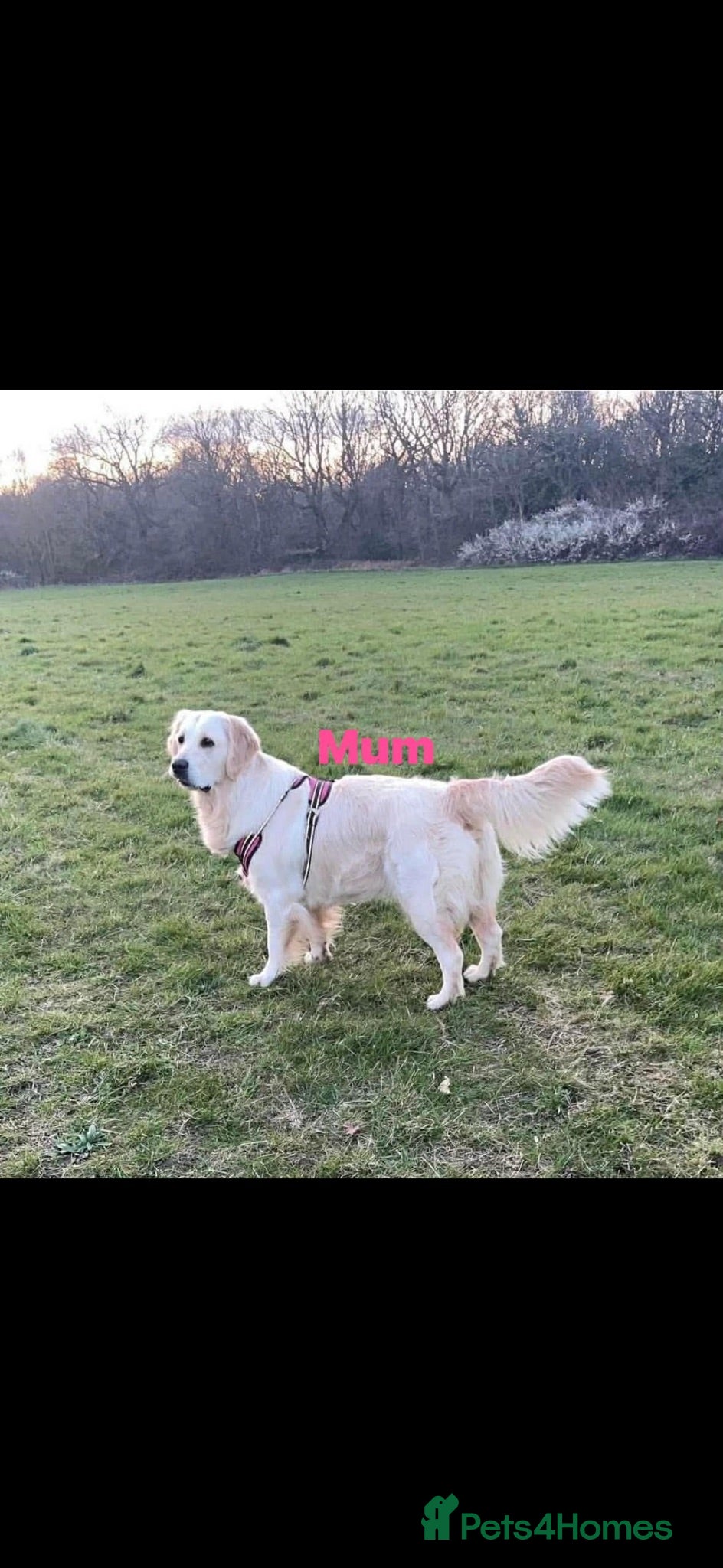 Golden Retriever dogs Beautiful KC registered Golden Retriver puppies  - Advert 1