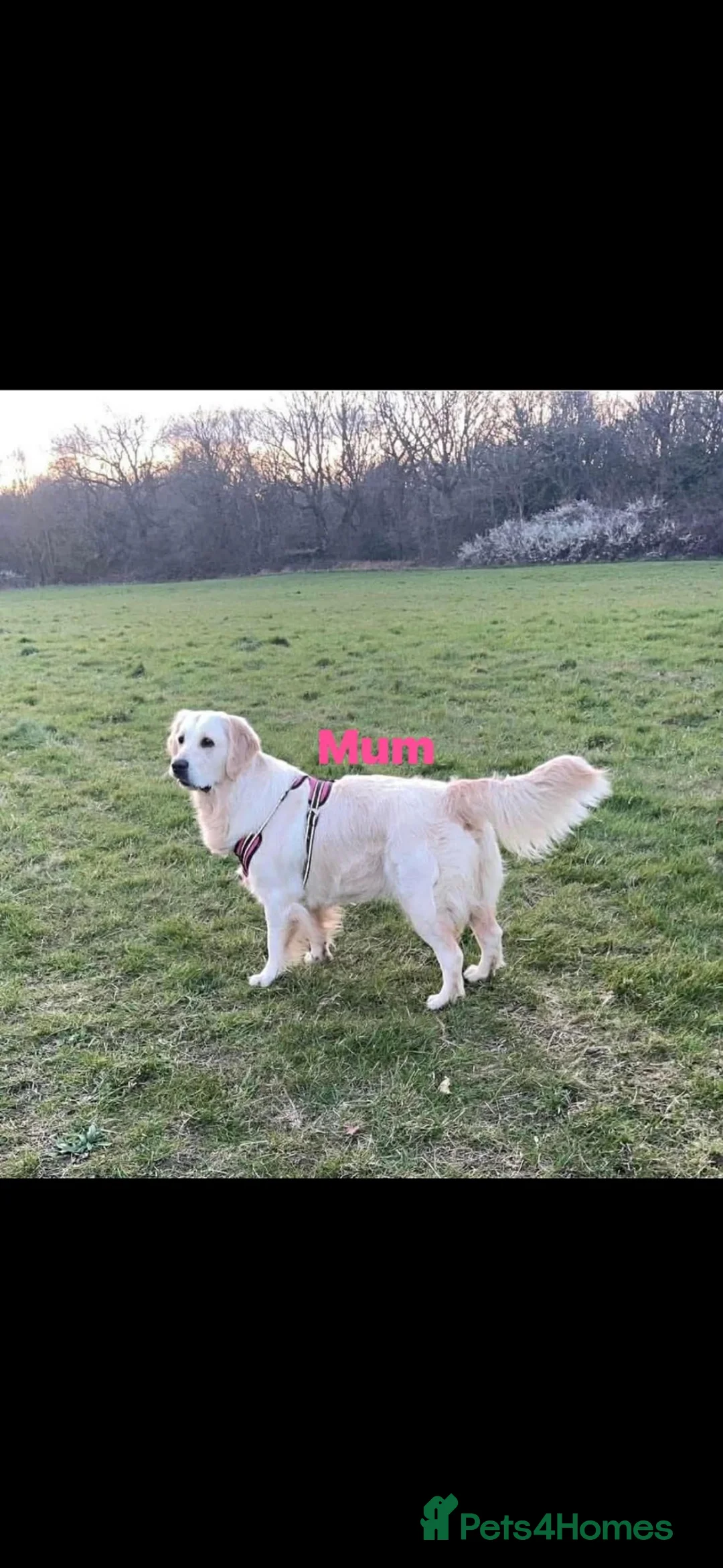 Golden Retriever dogs for sale: Beautiful KC registered Golden Retriver puppies  - Advert 1