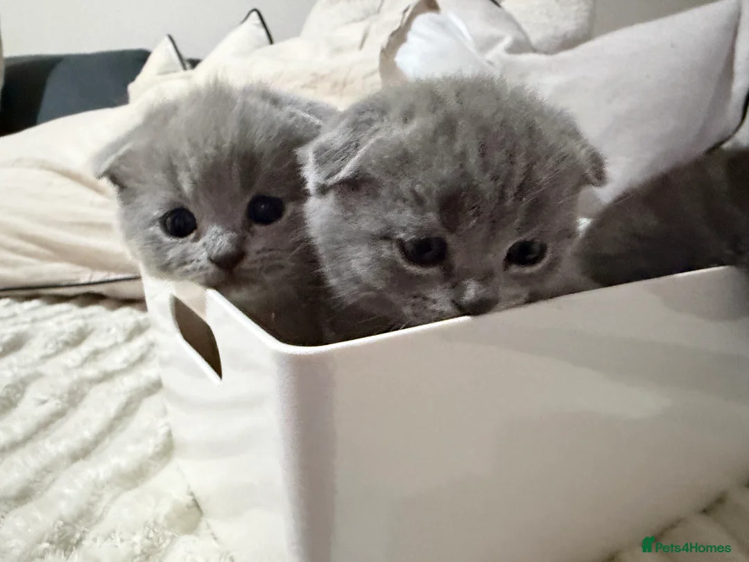 Scottish Fold cats for sale: 3 male Scottish fold kittens - Advert 2