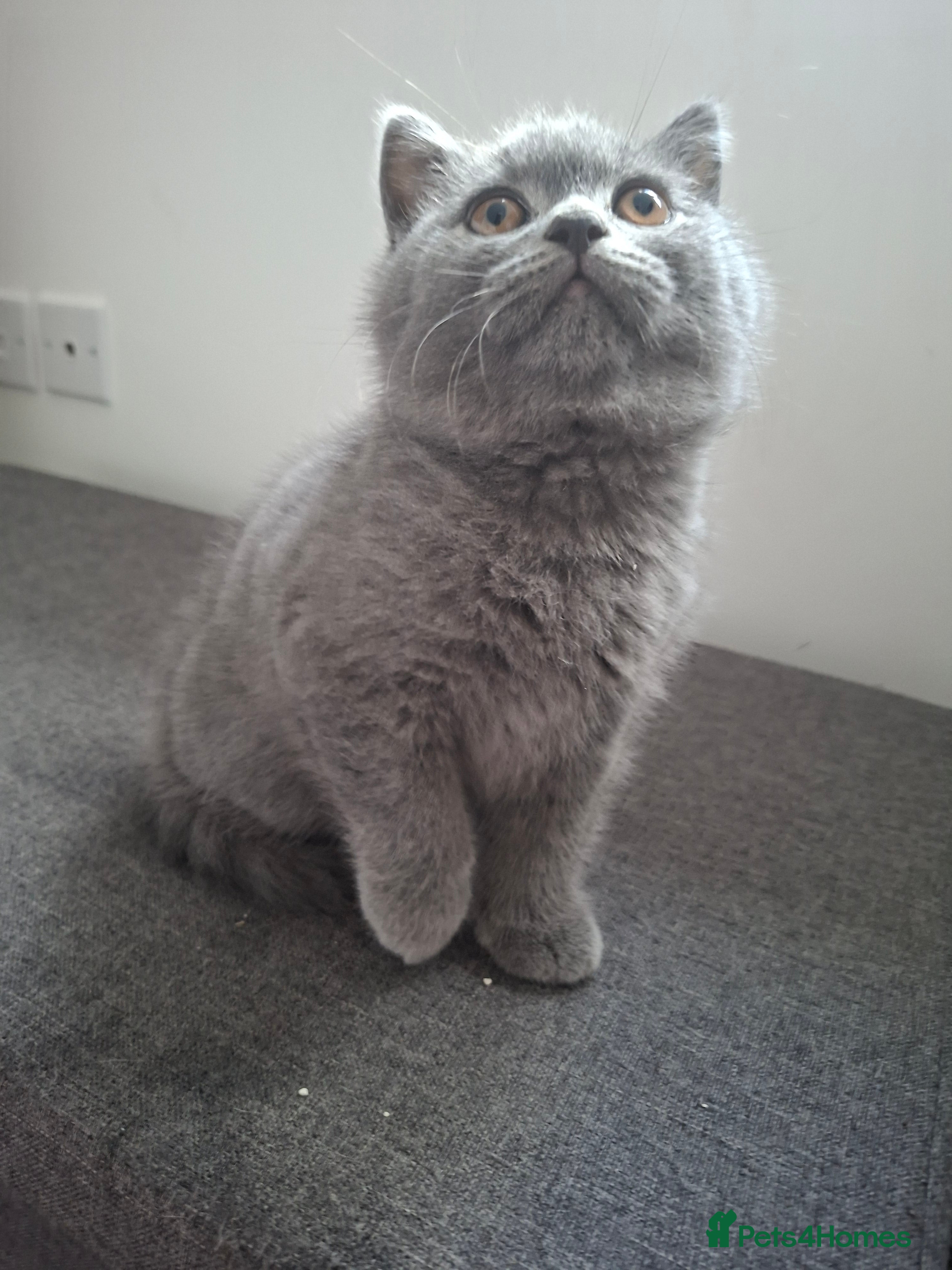 British Shorthair cats British blue kittens GCCF registered 🩷💜 - Advert 17