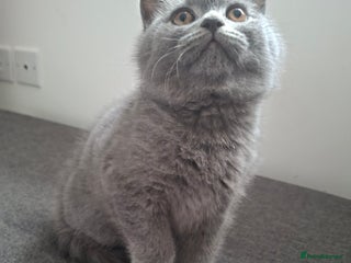 British Shorthair cats British blue kittens GCCF registered 🩷💜 - Advert 17