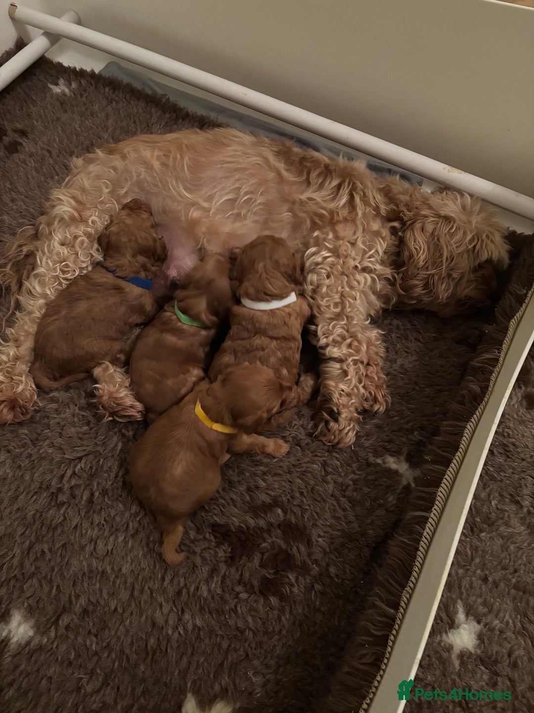 Cavapoo dogs for sale: Extensively health tested F1b Red Cavapoo’s - Advert 6