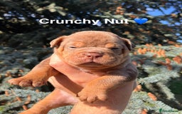 Olde English Bulldogge dogs for sale: RAINBOW OLD ENGLISH LITTER !!! - Image 11