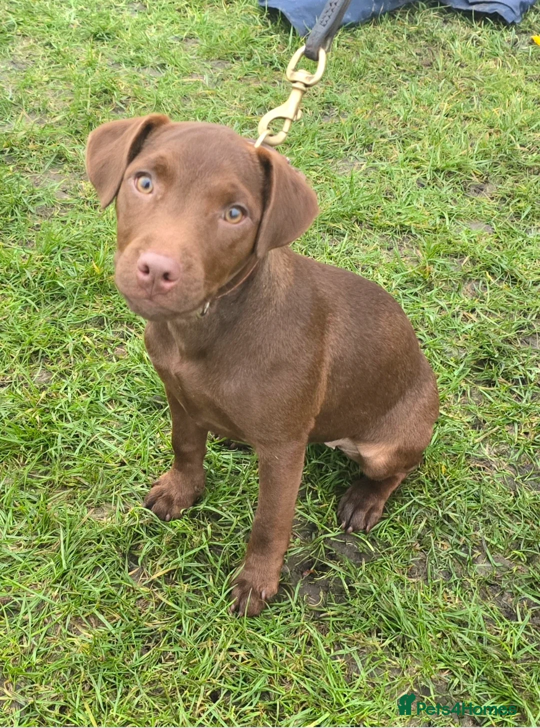 Patterdale Terrier dogs for sale: Smooth coat Chocolate Female Patterdale pup - Advert 2