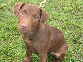 Patterdale Terrier dogs Smooth coat Chocolate Female Patterdale pup - Advert 4