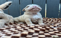Olde English Bulldogge dogs for sale: MUST SEE OLDE ENGLISH PUPPIES!!  - Image 33
