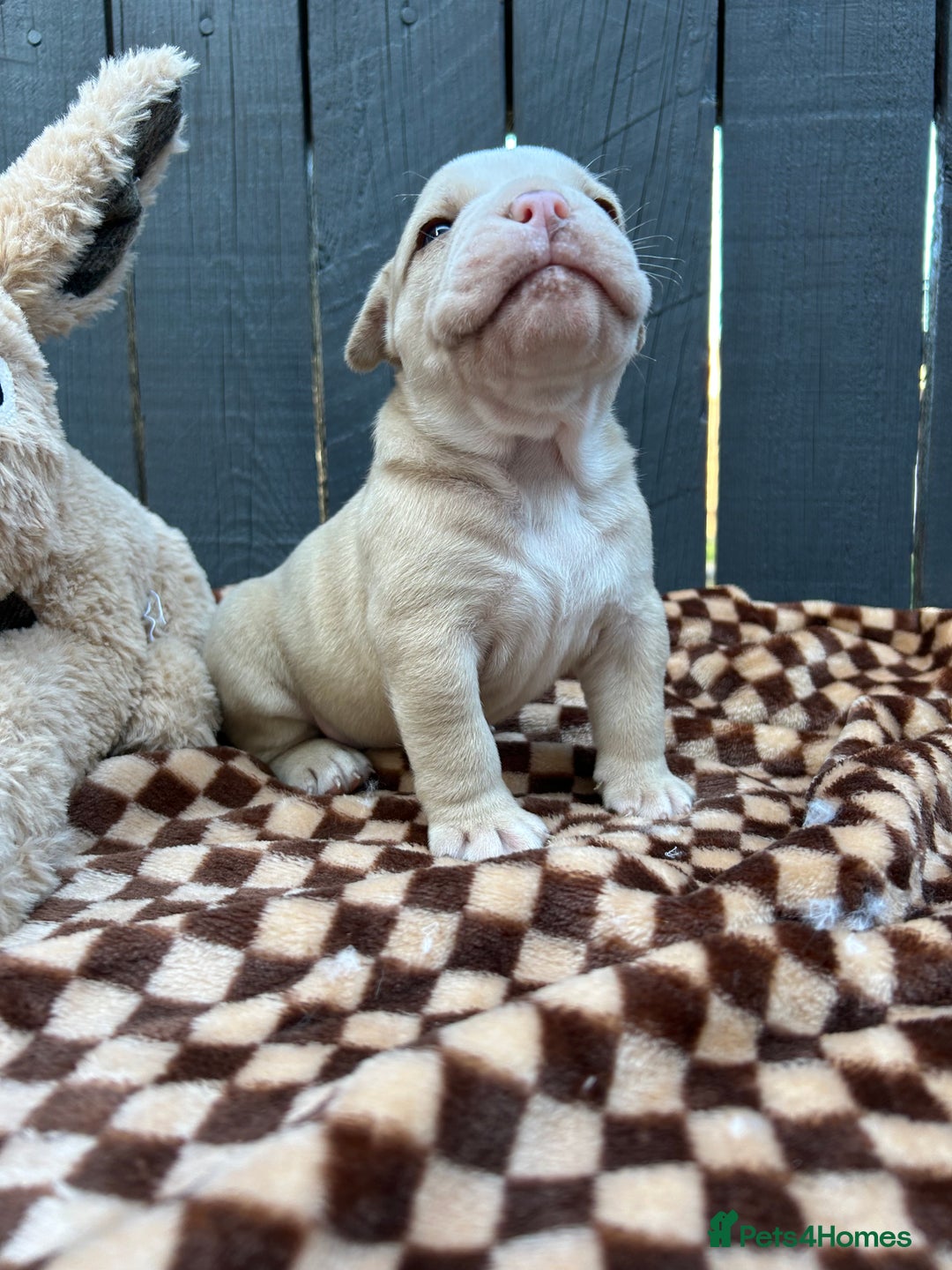 Olde English Bulldogge dogs for sale: MUST SEE OLDE ENGLISH PUPPIES!!  - Image 33