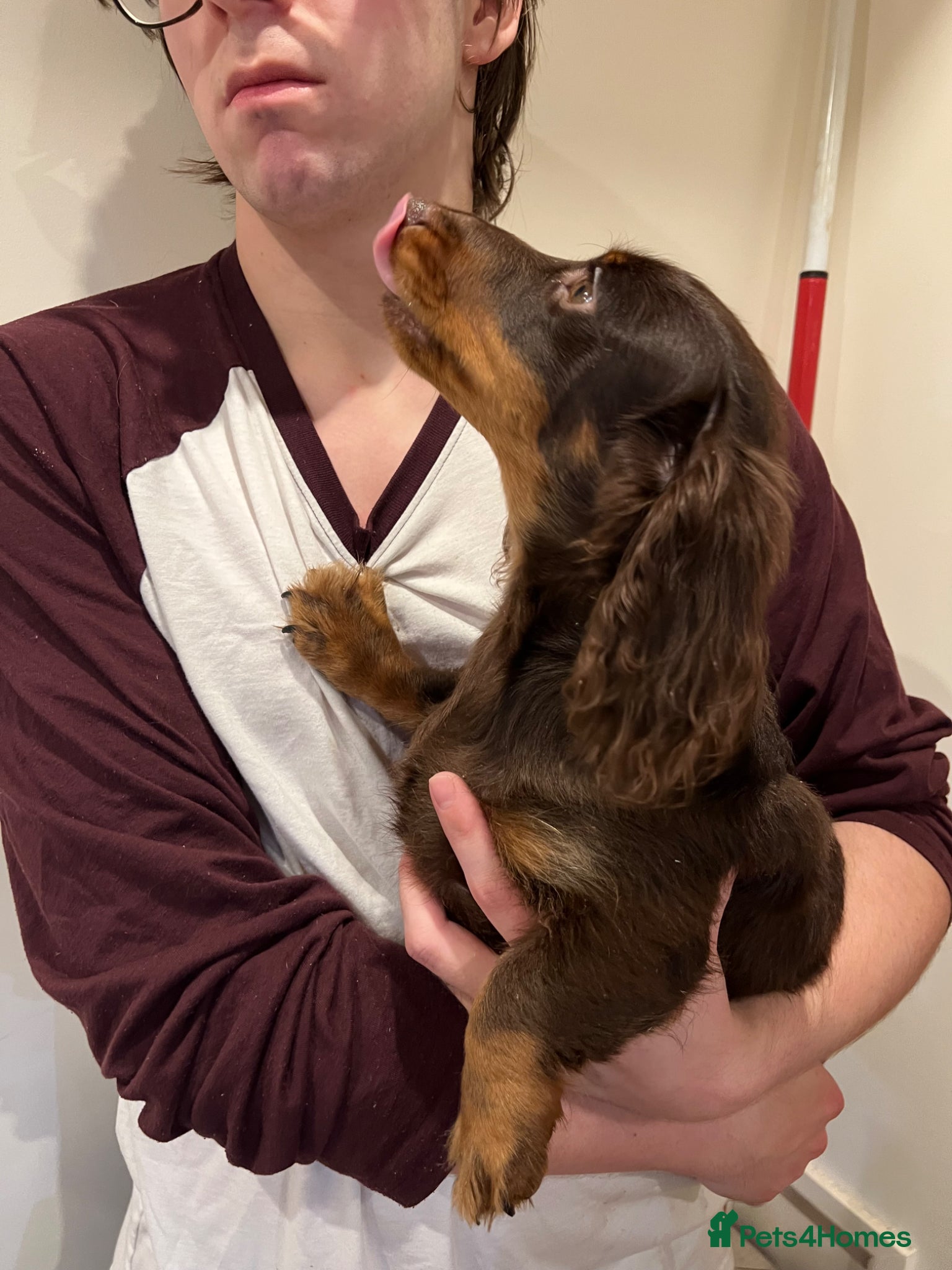 Miniature Dachshund dogs kc mini dachshund pups READY NOW - Advert 2
