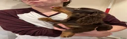 Miniature Dachshund dogs for sale: kc mini dachshund pups READY NOW - Advert 2