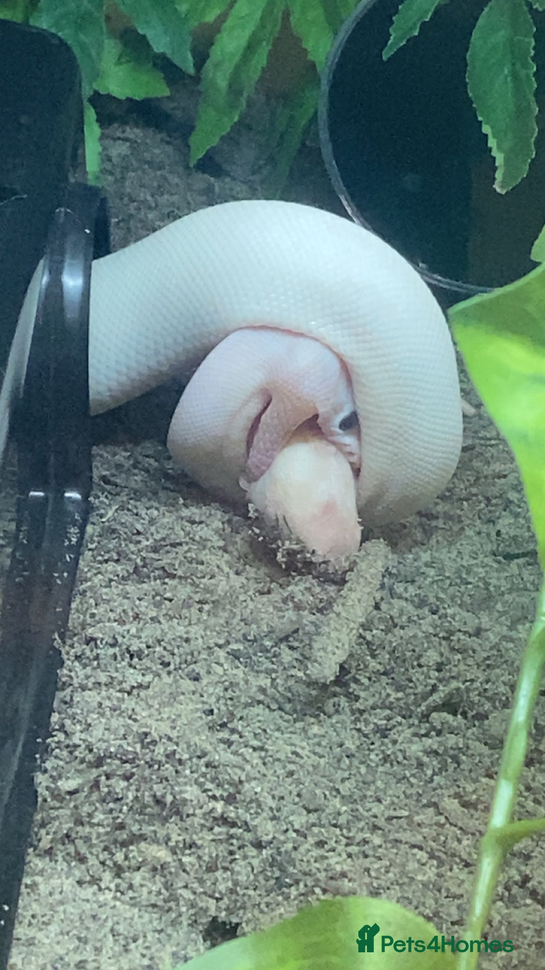 Snake reptiles for sale: 4 snakes need gone - Image 10