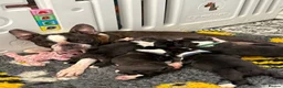 Boston Terrier dogs for sale: Kc reg Boston terriers - 1 stunning girl available - Advert 9