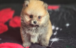 Pomeranian dogs for sale: 🔥XXXS🔥Pomeranian puppies🔥KC reg🔥for sale🔥 - Image 8