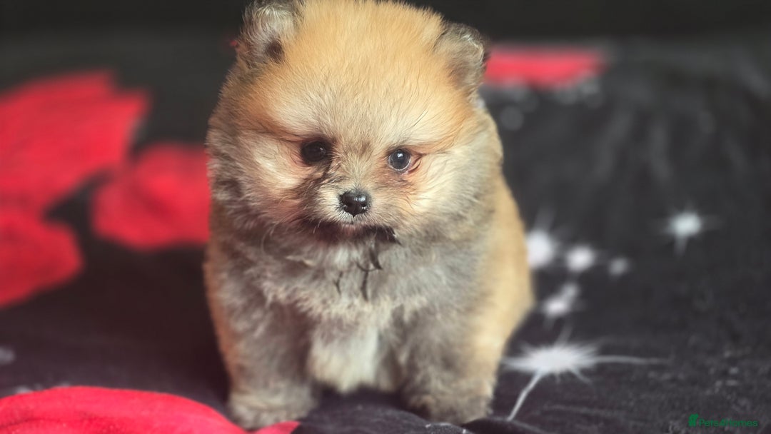 Pomeranian dogs for sale: 🔥XXXS🔥Pomeranian puppies🔥KC reg🔥for sale🔥 - Image 8