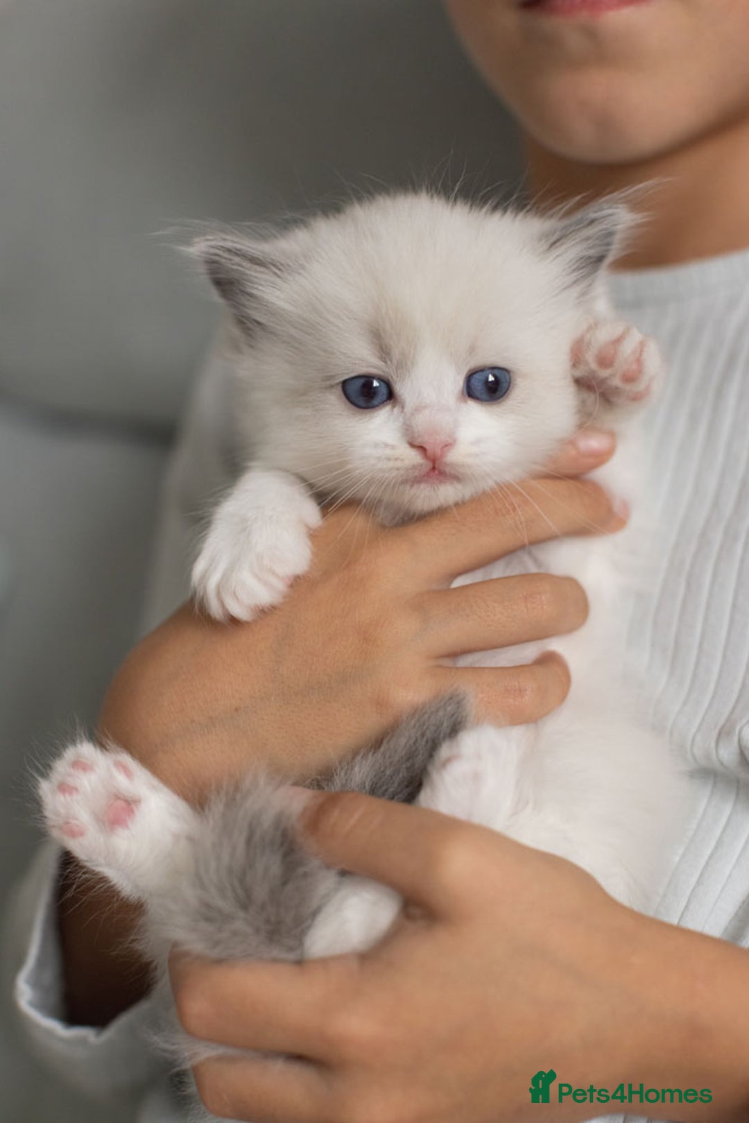 Ragdoll cats for sale: NEW LITTER of Blue BiColour And Lynx kittens - Image 5