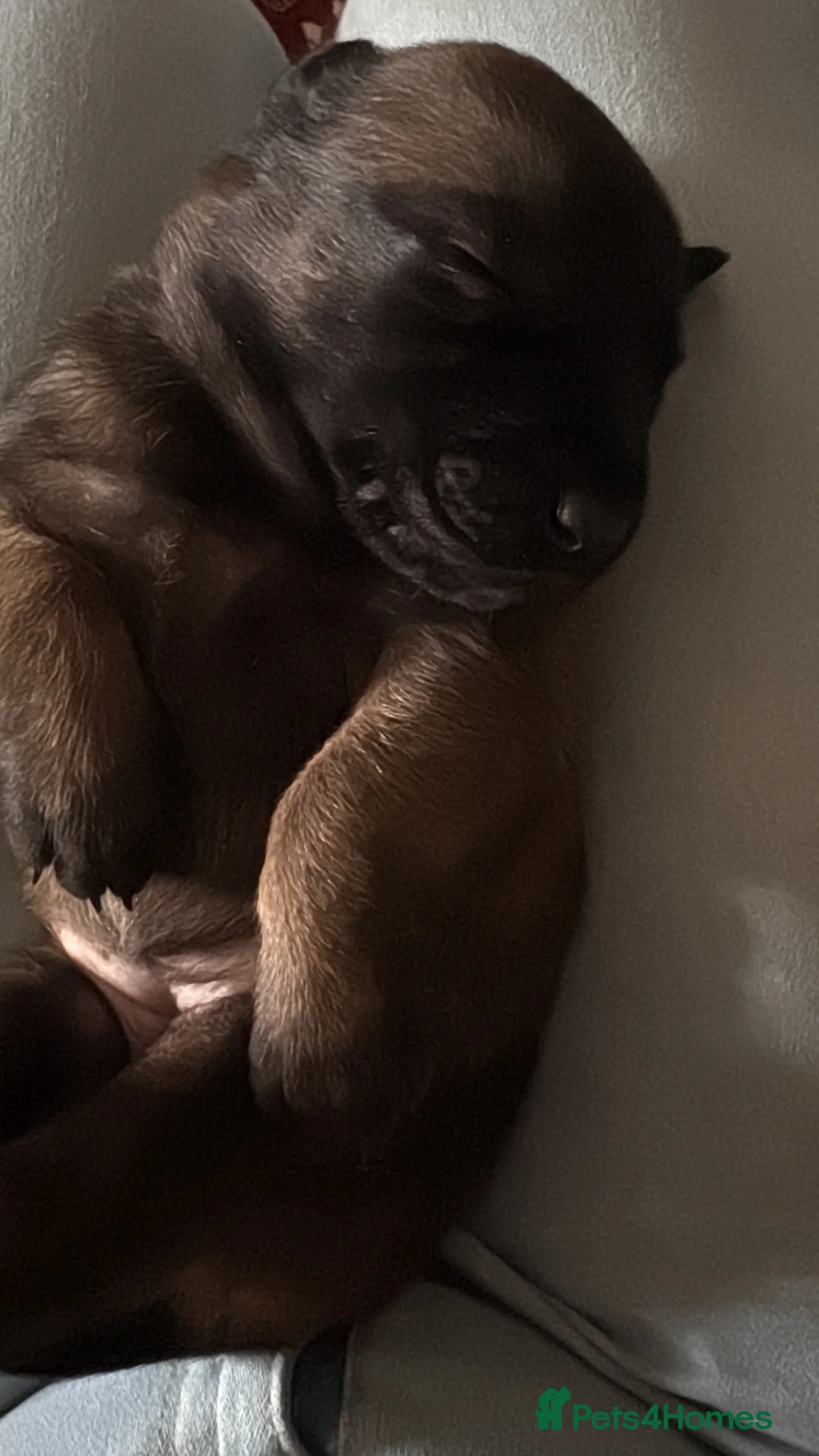 Belgian Shepherd Dog dogs for sale: Belgian Mallinois BRN Registered puppies  in Hockley - Advert 6