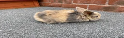 Mini Lop rabbits for sale: STUNNING PURE BREED MINI LOPS AMAZING COLOURS  - Advert 2