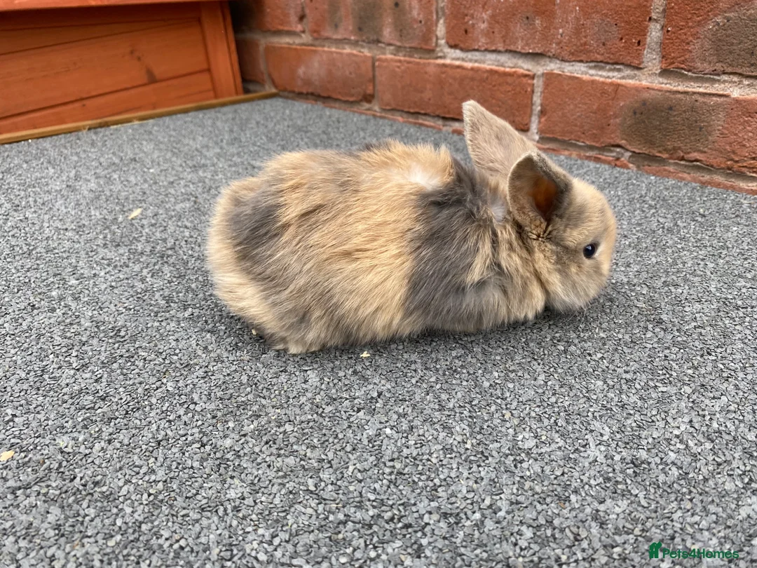 Mini Lop rabbits for sale: STUNNING PURE BREED MINI LOPS AMAZING COLOURS  - Advert 2