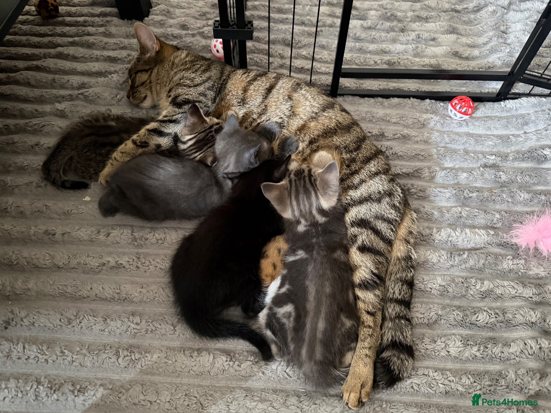 Mixed Breed cats Blakely  - Advert 2