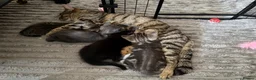 Mixed Breed cats for sale: Blakely  - Advert 2