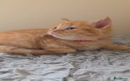 Persian cats for sale: Ginger and black fluffy kittens - Image 4