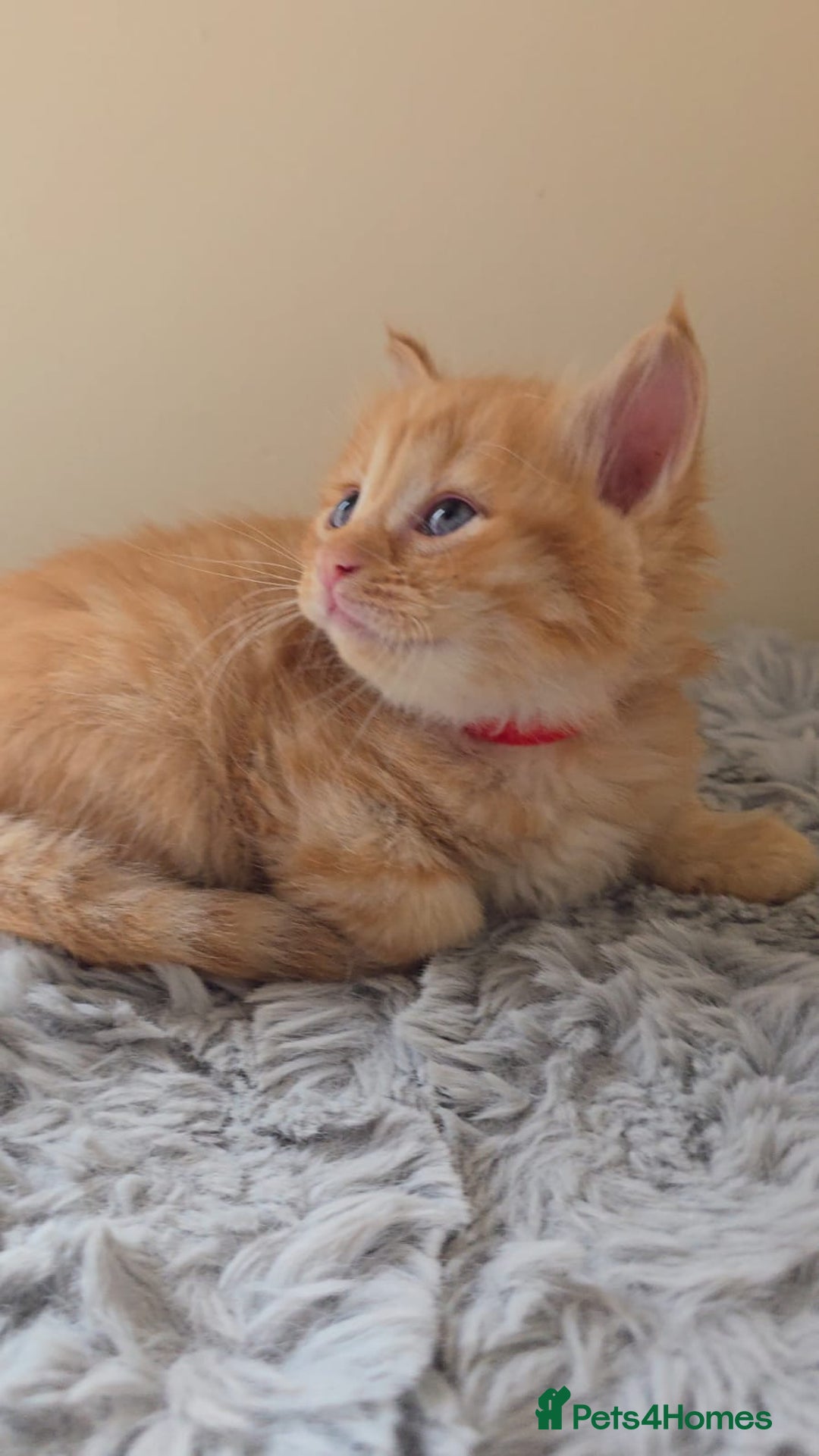 Persian cats for sale: Ginger and black fluffy kittens - Image 4