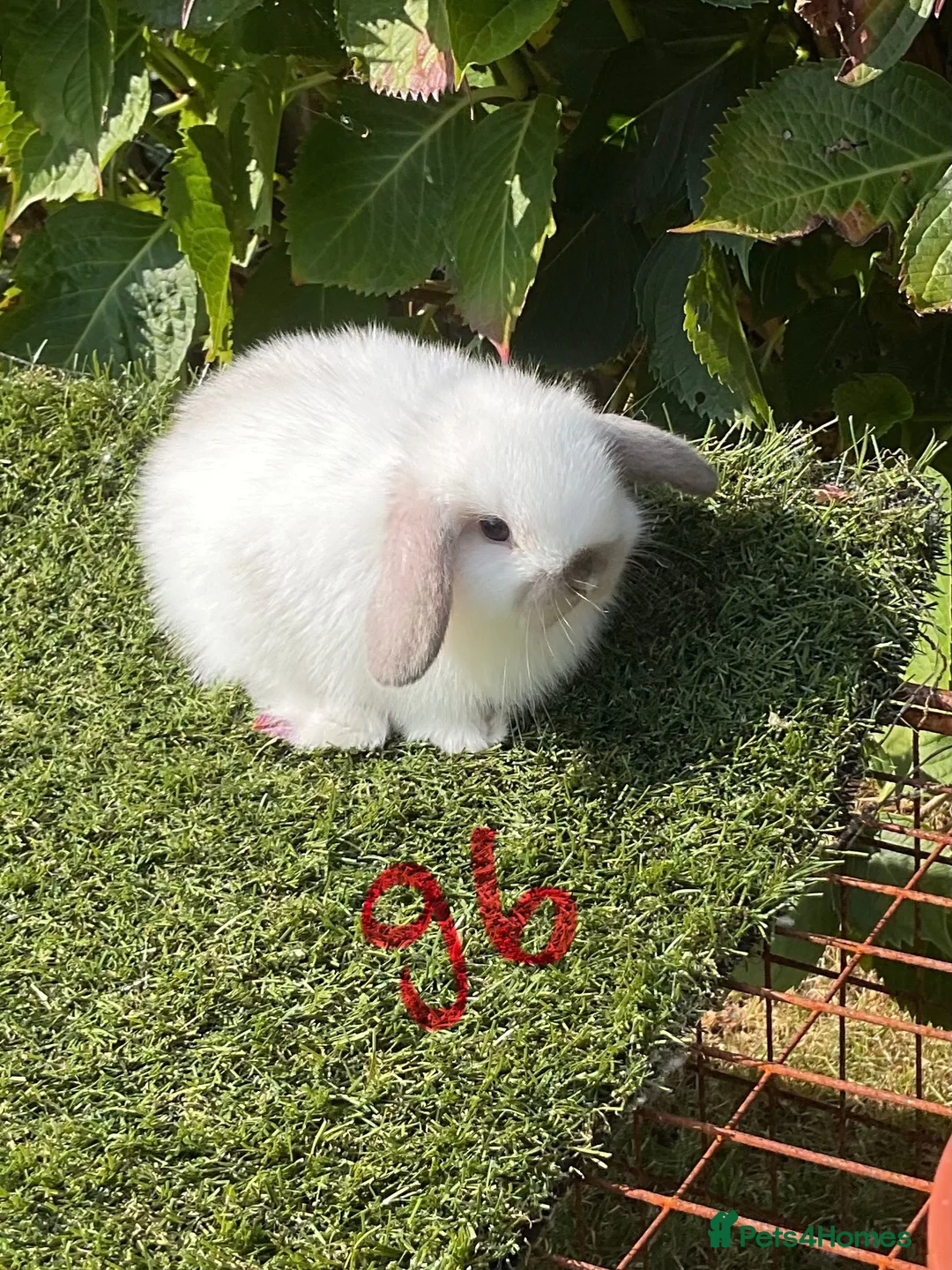 Mini Lop rabbits for sale: Pure bred mini lops . - Advert 26