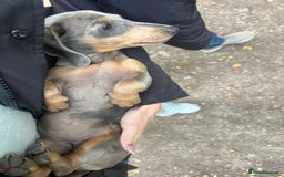 Miniature Dachshund dogs for sale: BLUE DAPPLE AND TAN BABY SAUSAGE AND HER MOTHER 💕 - Image 8