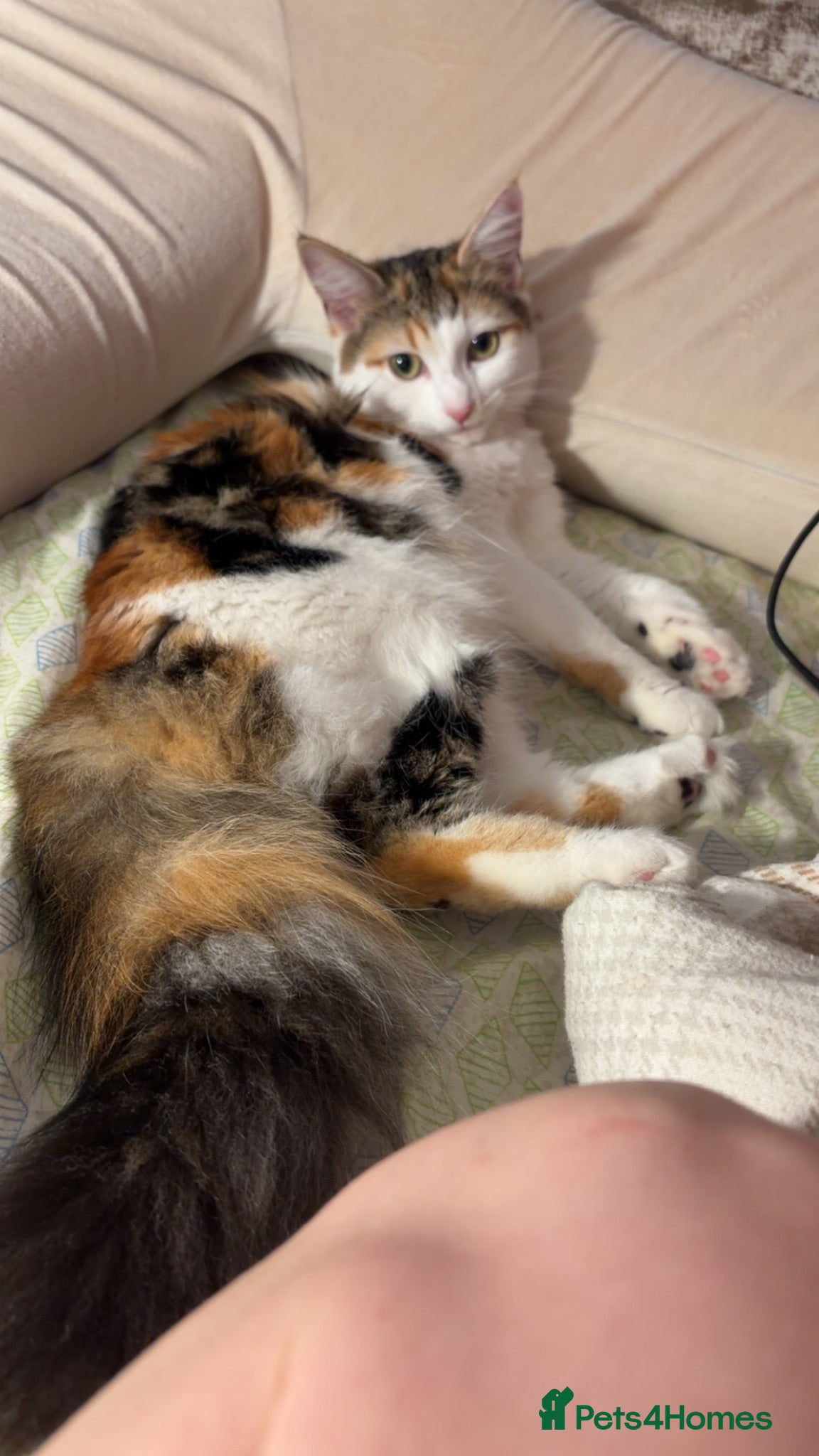 Mixed Breed cats This is Missy  - Advert 2