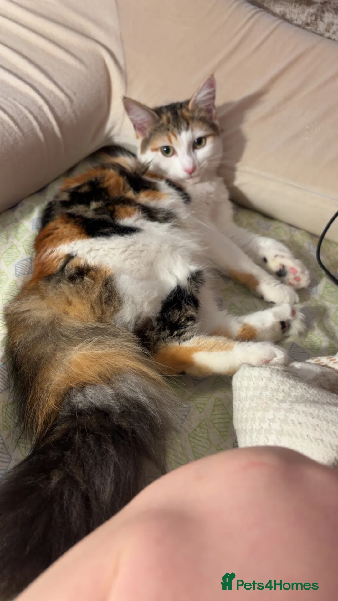 Mixed Breed cats for sale: This is Missy  in Droitwich - Advert 1