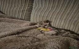 Bengal cats for sale: F1 snow bangle  - Image 3