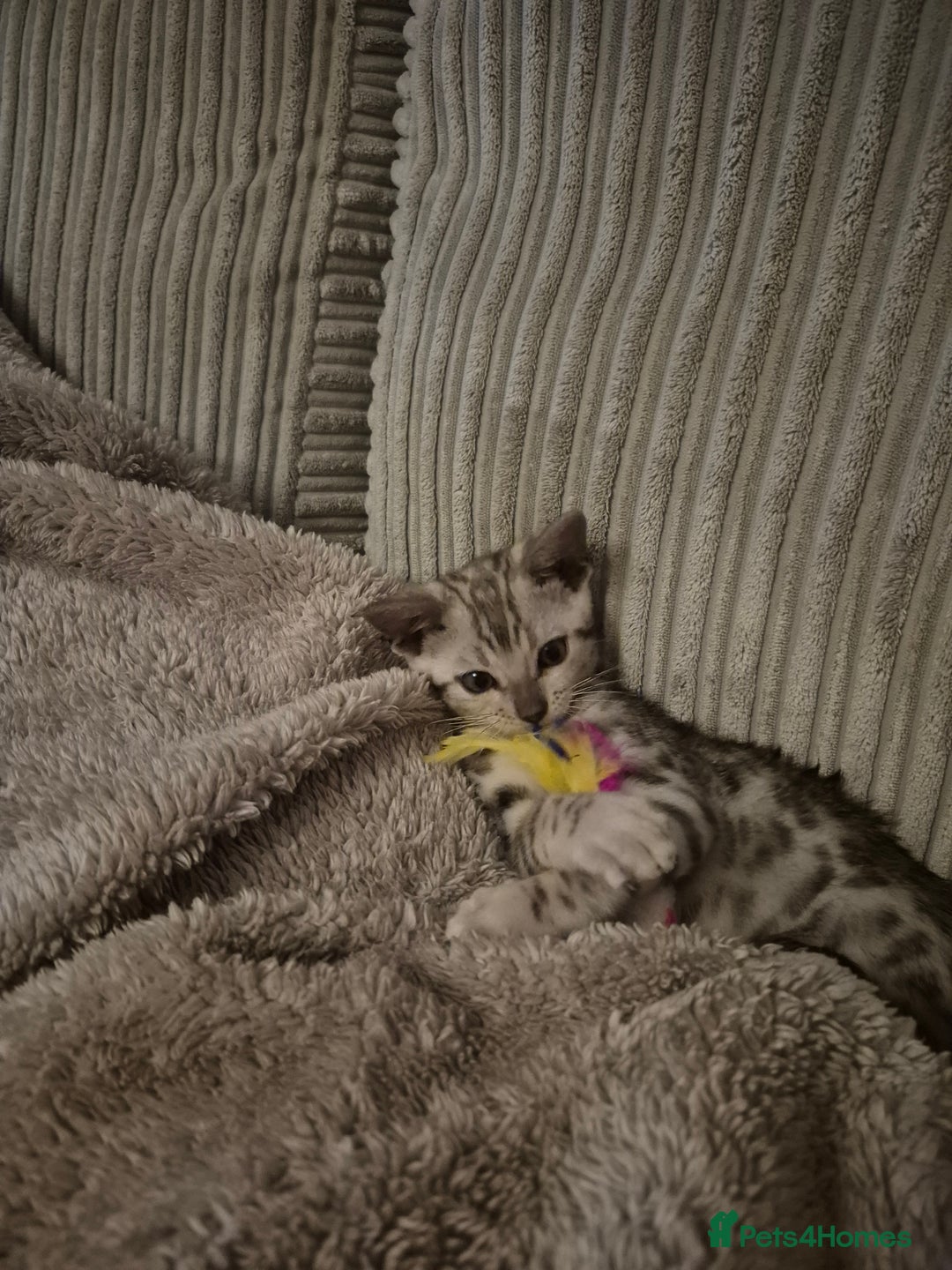 Bengal cats for sale: F1 snow bangle  - Image 3