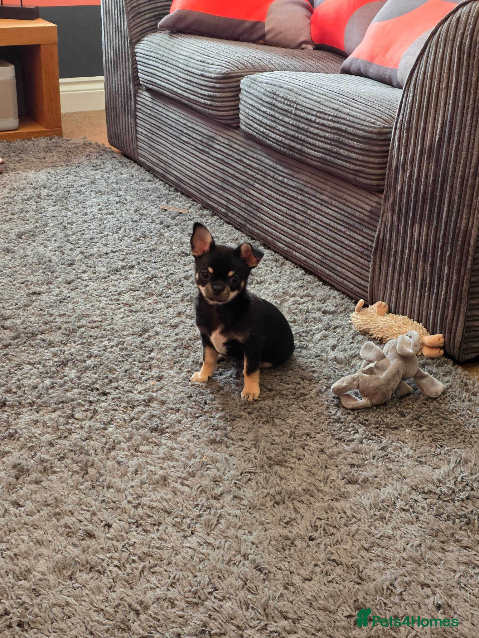Chihuahua dogs for sale: Chihuahua for immediate home in Canterbury - Advert 3