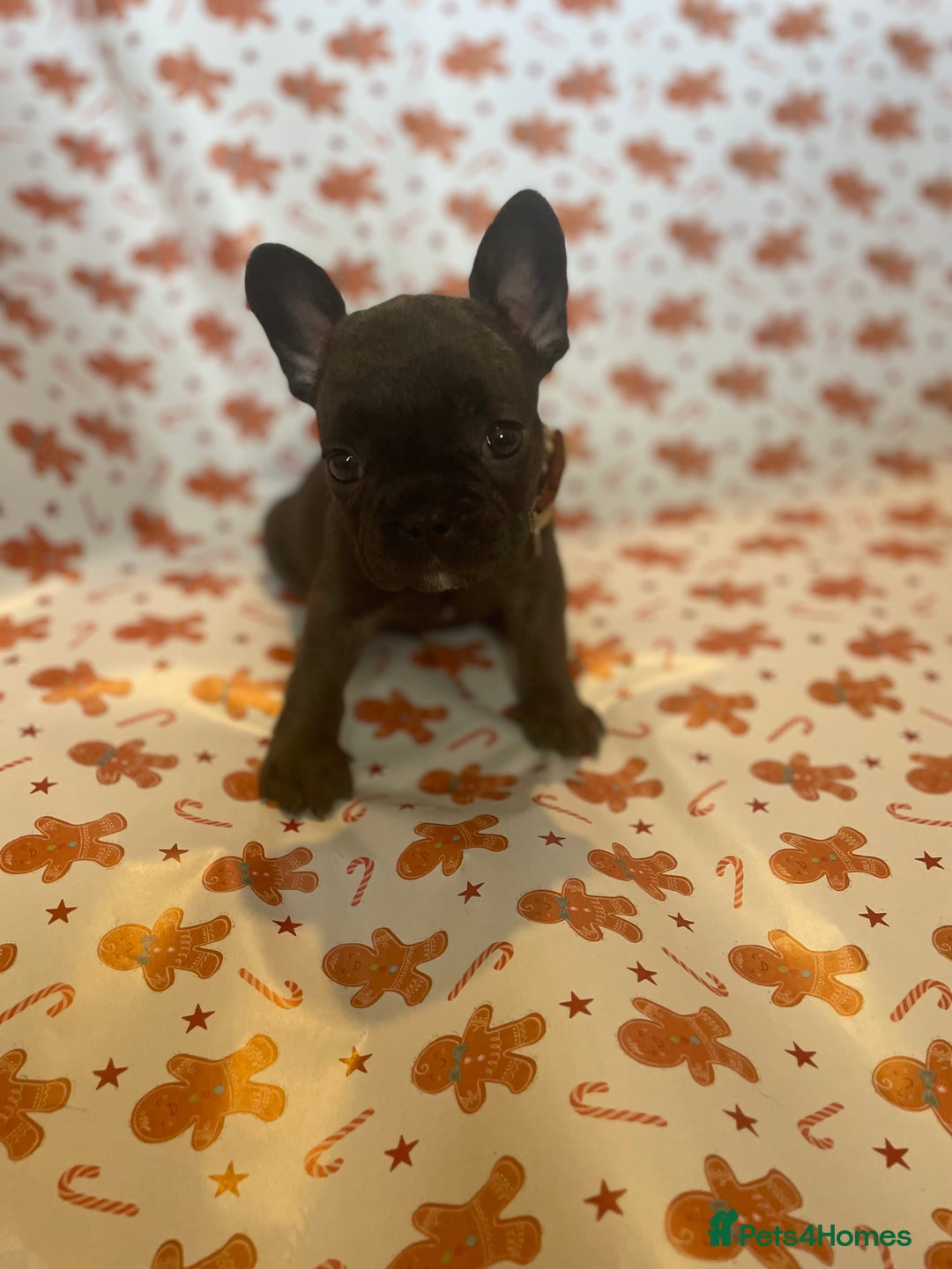 French Bulldog dogs for sale: French Bulldog Puppies - Advert 4