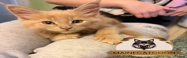 Maine Coon Kitten 3