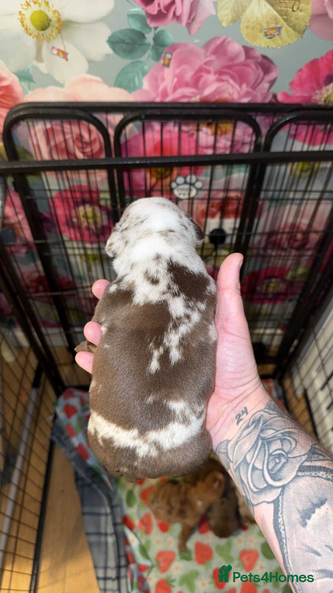 American Bully dogs for sale: American Bully Pups - Image 5