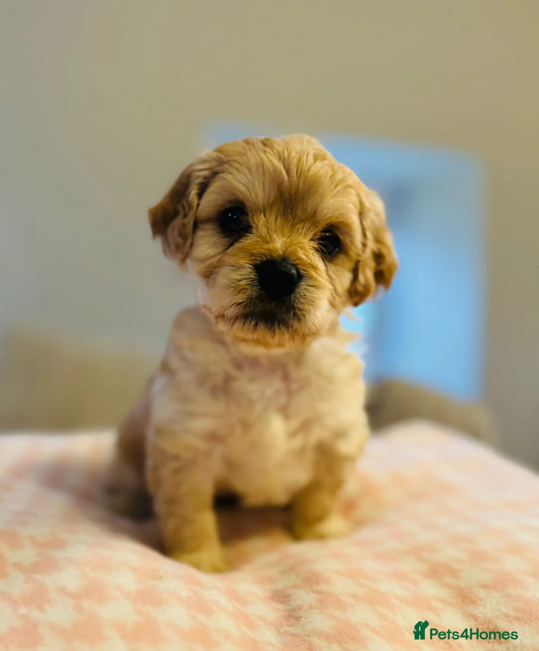 Cavapoochon dogs for sale: Three Cavapoochon Boys left - Advert 3