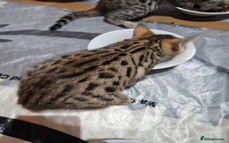 Bengal cats for sale: Bengal  - Image 3