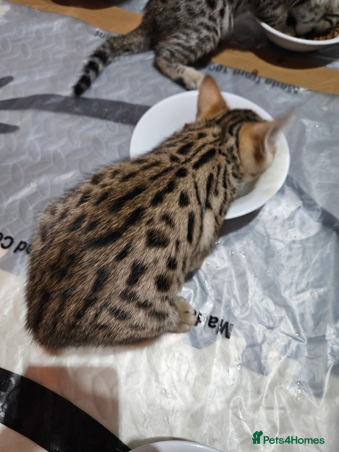 Bengal cats for sale: Bengal  - Image 3
