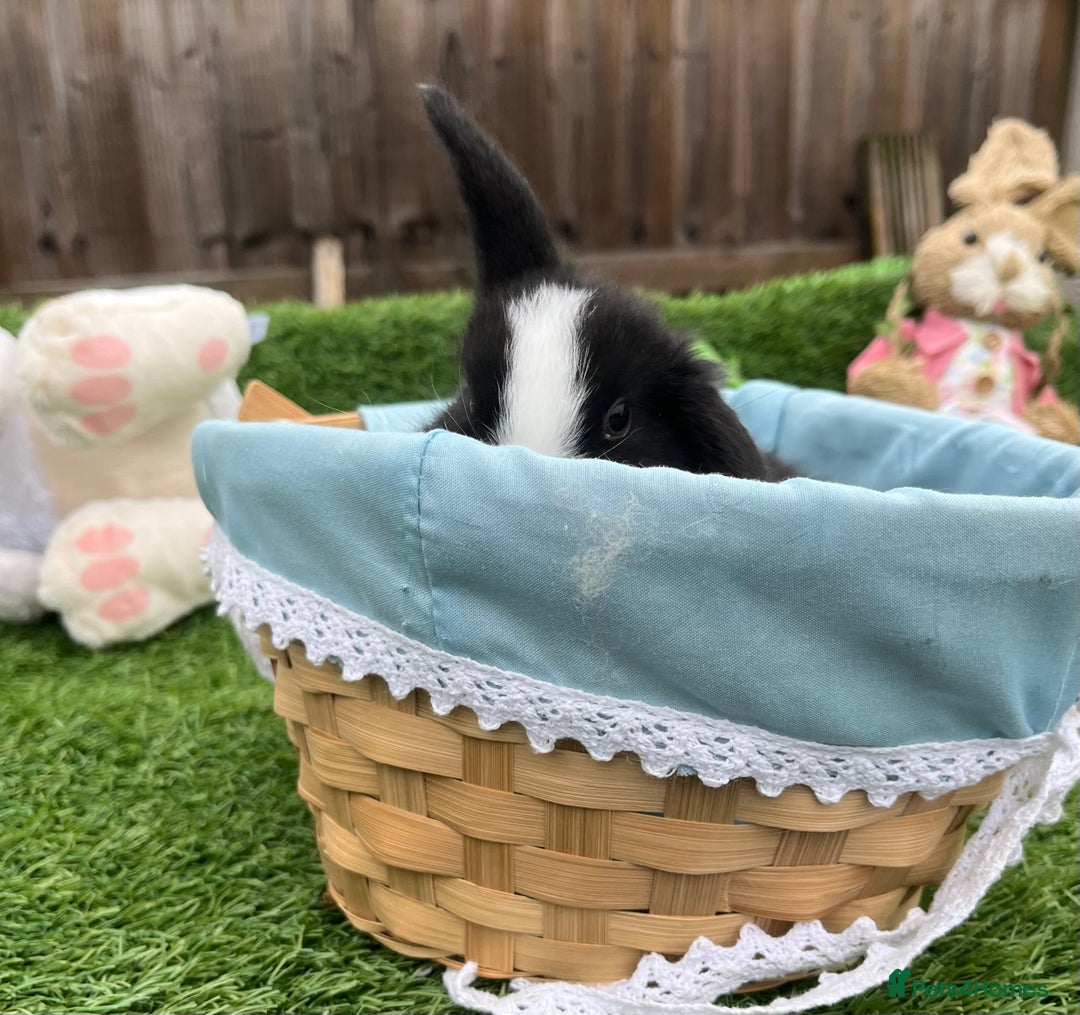 Mini Lop rabbits for sale: Autumn babies - Image 23