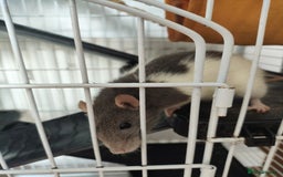 Rat rodents for sale: 2x female Dumbo rats, cage and accessories  - Image 4