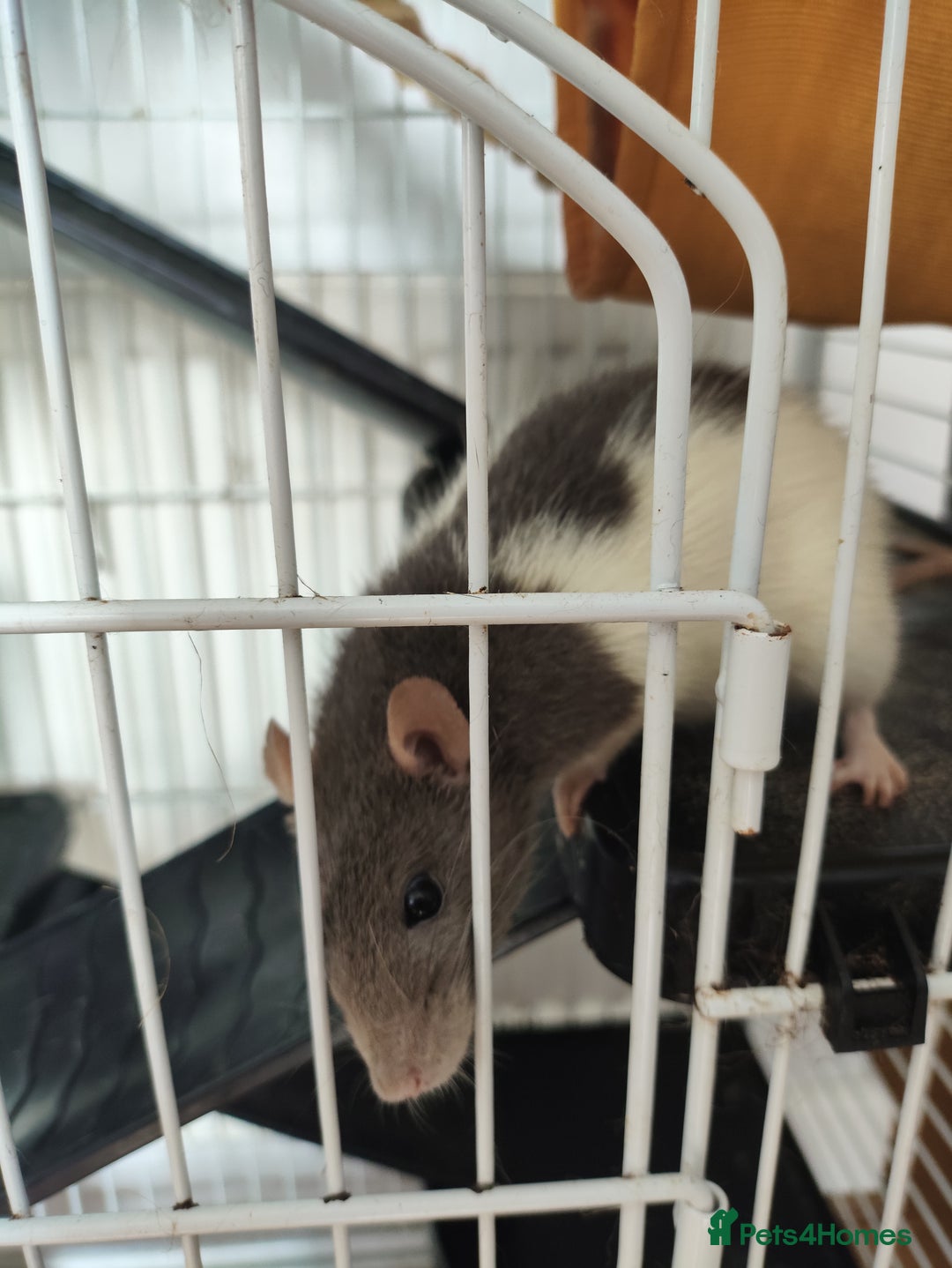 Rat rodents for sale: 2x female Dumbo rats, cage and accessories  - Image 4